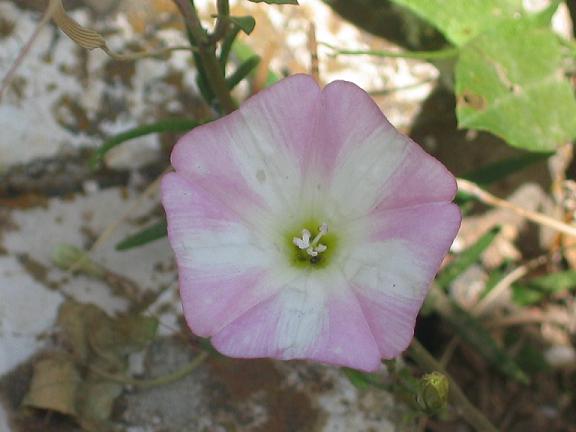 Convulvulus arvensis / Vilucchio comune